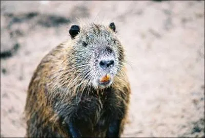 Quel est l'autre nom du ragondin ?