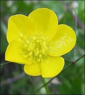 Le 'bouton d'or' s'appelle aussi :