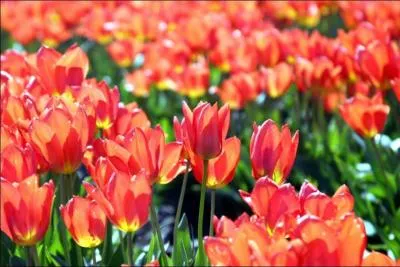 Une plante vivace, c'est une plante :