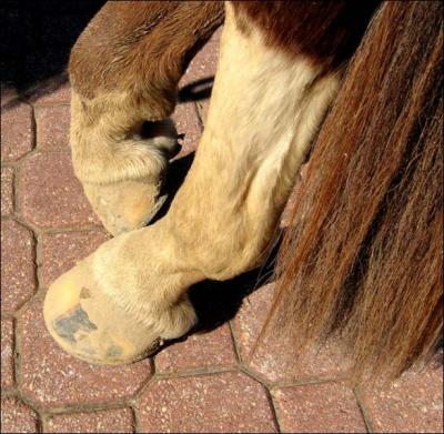 Combien le cheval a-t-il de doigts par pattes ?