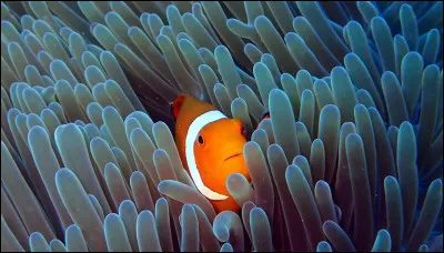 Quel animal préfères-tu ?