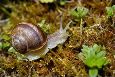 Une particularit de l'escargot de Bourgogne est d'avoir :