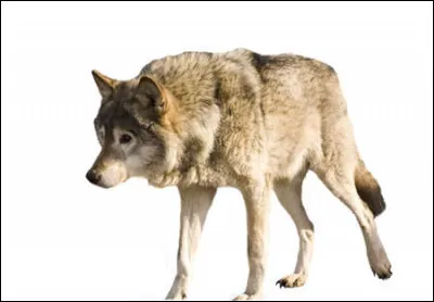 Quel est le nom scientifique du loup ?