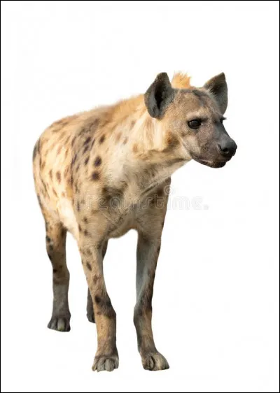 Combien y a-t-il d'espèces chez les hyénidés (hyènes) ?