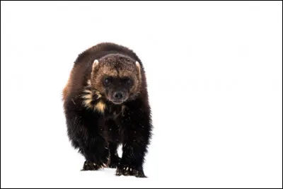 Quel est le plus grand des mustélidés ?