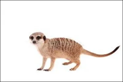 Dans quel famille va le suricate ?