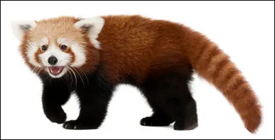 Dans quelle famille le panda roux va-t-il ?