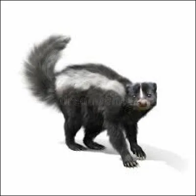 Combien y a-t-il d'espèces chez la famille des Méphitidés (mouffettes) ?