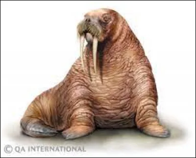 Dans quelle famille va le morse ?