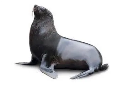 Combien existe-t-il d'espèces d'otaries ?