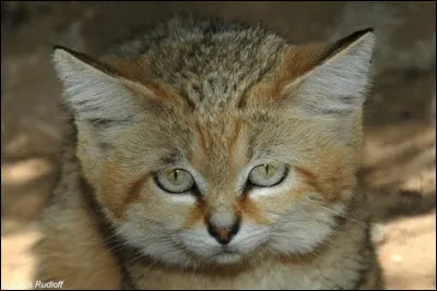 Comment sont tes yeux ?