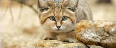 Ton pelage est... (1)