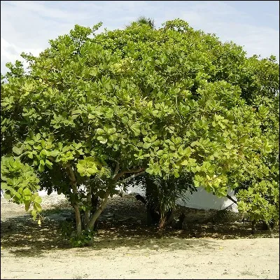 Quelle noix est le fruit de l�anacardier ?