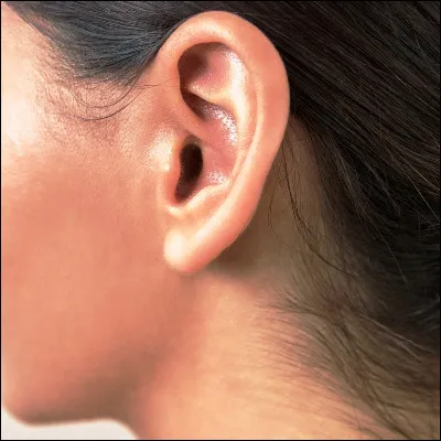 Quelle membrane transmet les vibrations sonores au sein de l�oreille ?