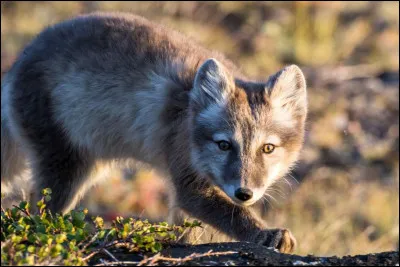 Isatis : quel est ce renard ?