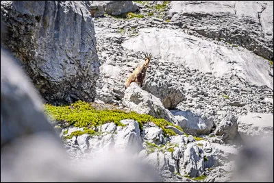 Isard : quel est cet animal de la sous-famille des caprins ?