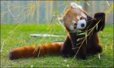 Aimes-tu les animaux ?