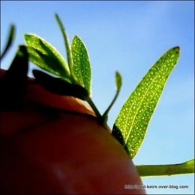 On dirait des trous dans une feuille ! C'est du...