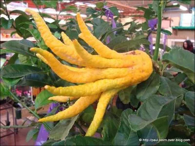 Un fruit, oui, mais de quel arbre ?