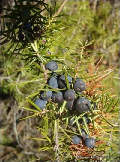 Quelles sont donc ces graines