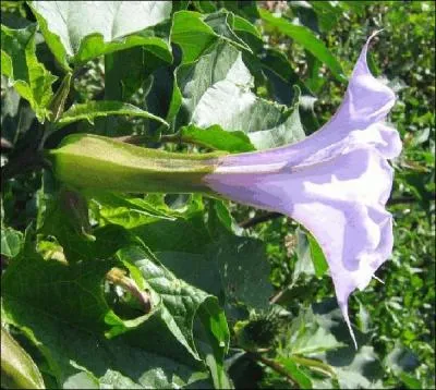 Et cette fleur, la mangeriez-vous