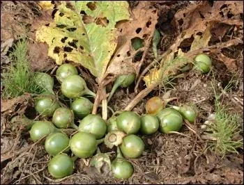 De bien jolis fruits