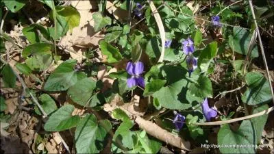 Dans les sous-bois et  Toulouse