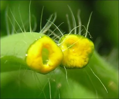 Un latex jaune en cassant sa tige...