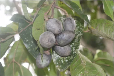 Tropacocaïne : c'est un alcaloïde proche de la cocaïne. D'où est-il extrait ?