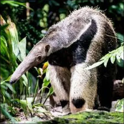 Comment appelle-t-on un animal qui se nourrit d'arthropodes ?