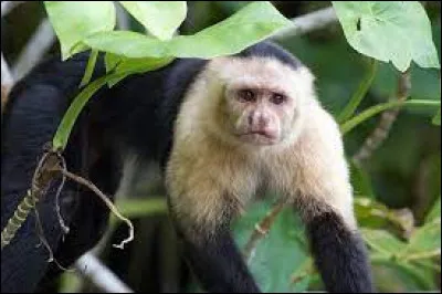 Comment appelle-t-on un animal qui se nourrit de fruits et légumes ?