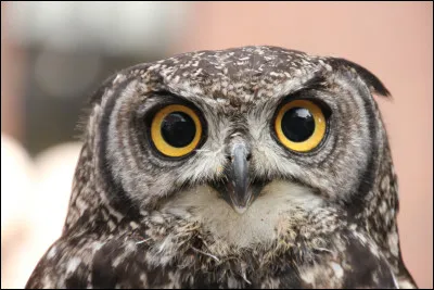 Quel oiseau suis-je ?