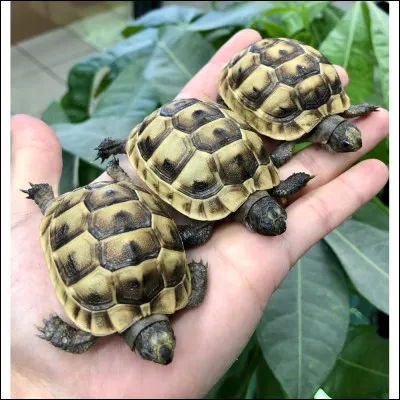 Je vais lentement. Qui suis-je ?