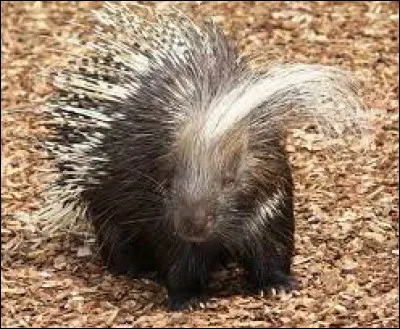 Quel est cet animal ?