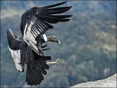 Quel est cet animal ?