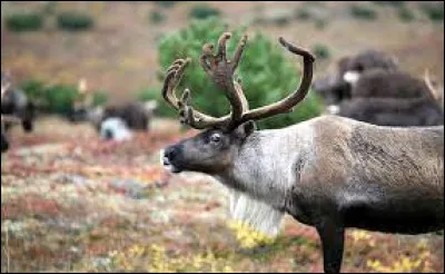 Quel est cet animal ?