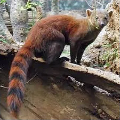 Quel est cet animal ?