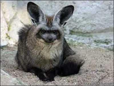 Quel est cet animal ?