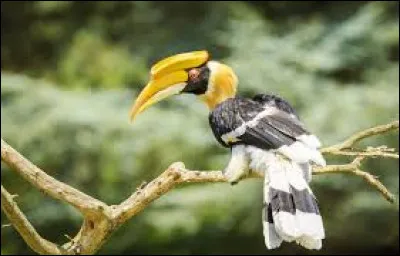 Quel est cet animal ?