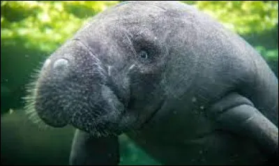 Quel est cet animal ?