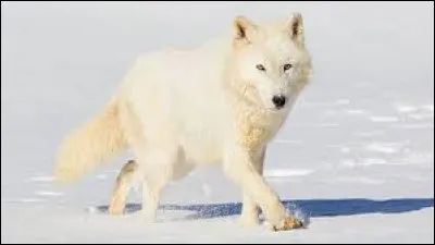 Quel est cet animal ?