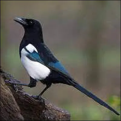 Quel est cet animal ?