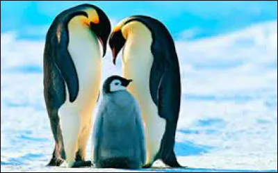 Quel est cet animal ?