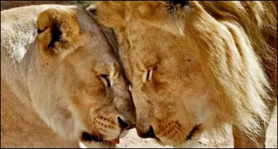 Quelle est la particularité de l'acte d'amour chez les lions ?