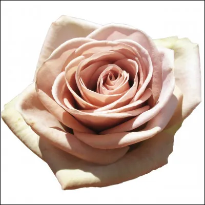 Quelle est ta fleur préférée ?