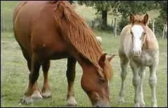 Pourquoi faut-il que le poulain se lve le plus rapidement possible ?