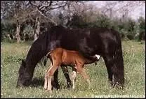 Comment s'appelle le premier lait que boit le poulain, riche en anticorps ?