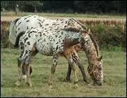 Jusqu' quel ge un poulain n dans un levage reste-t-il avec sa mre ?