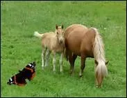 Et comment le nomme-t-on quand il atteint un an ?