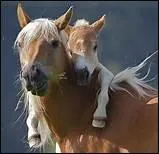 Pourquoi le poulain doit-il notamment rester un certain temps avec sa mre ?